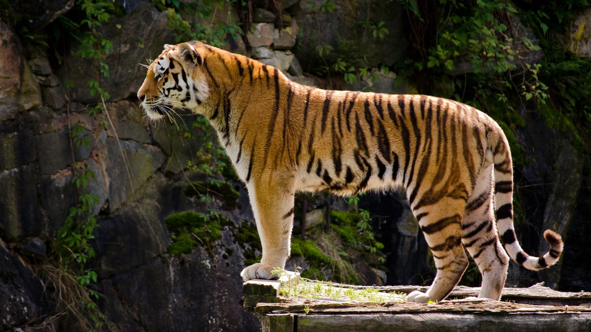 tiger safari ranthambore india ,royal bengal tiger