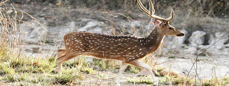 wildlife of india,deer spices in india