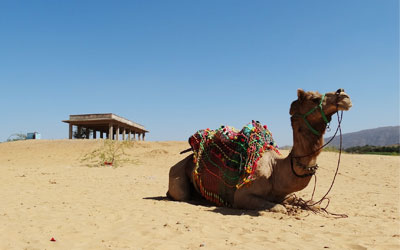 ride camels in desert in jaisalmer ,sunset camel safari jaisalmer