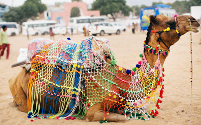 pushkar camel fair rajasthan india,desert camel ride pushkar
