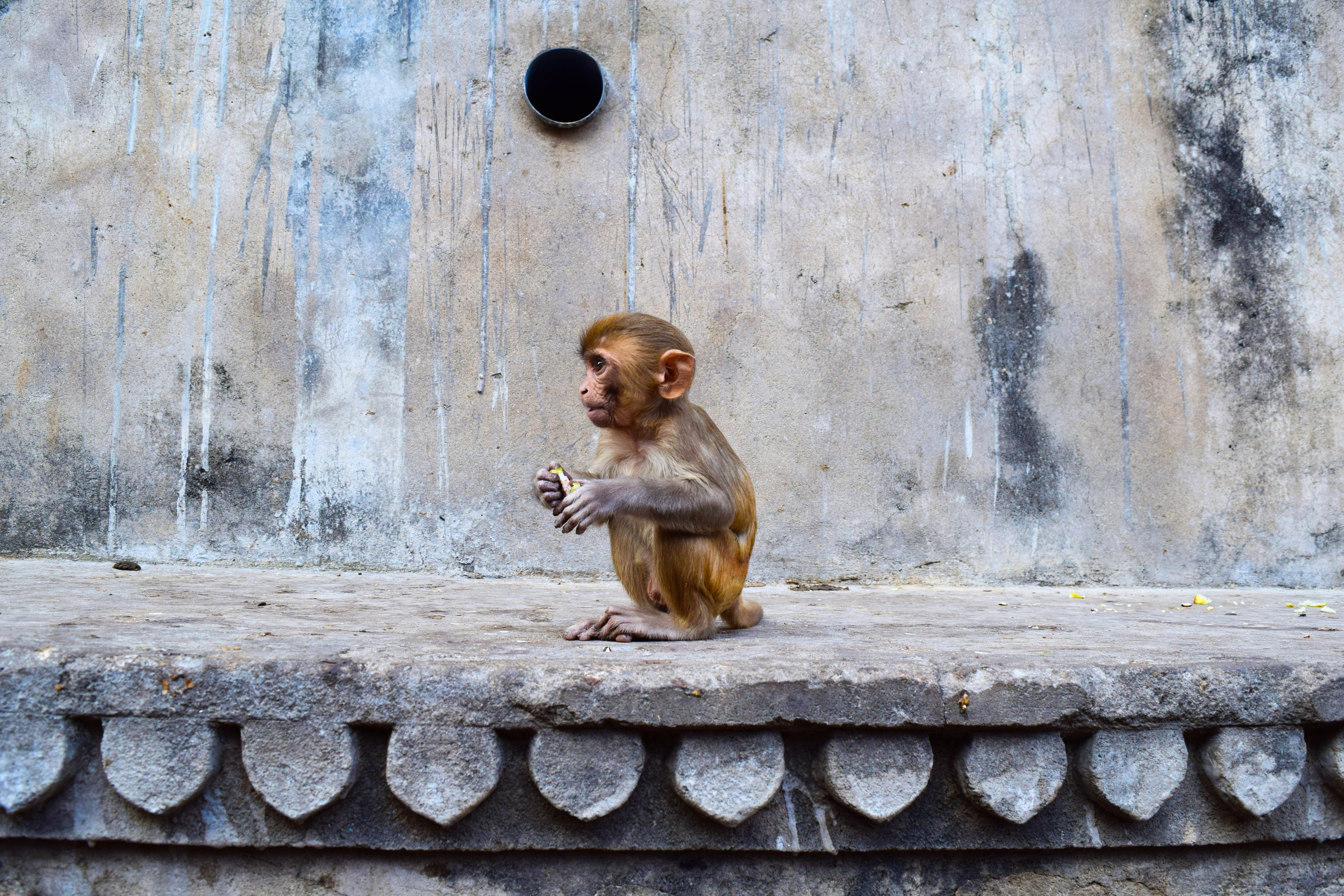 monkey temple varanasi