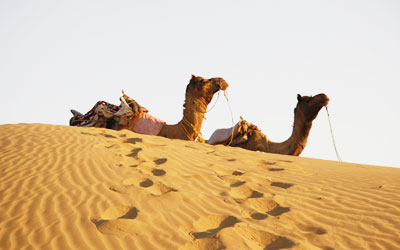 desert camel safari jaisalmer