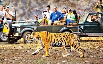 4WD in panna tiger reserve,panna tiger safari