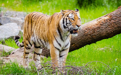 royal bengal tigers in india,panna tiger reserve,game drives at panna 